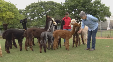 You'll Never Forget A Visit To This One Of A Kind Alpaca Farm In Oklahoma