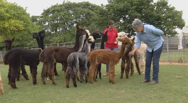 You’ll Never Forget A Visit To This One Of A Kind Alpaca Farm In Oklahoma