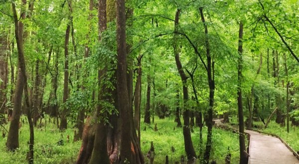 The Ancient Forest In South Carolina That’s Right Out Of A Storybook