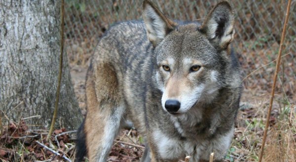 The One Of A Kind Wolf Safari You Simply Must Take In North Carolina