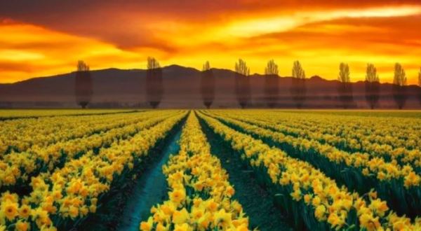 This Breathtaking U.S. Tulip Field Is Like Something From A Dream