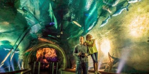 This Jaw-Dropping Museum Lets You Walk Through All The World's Habitats Under One Roof