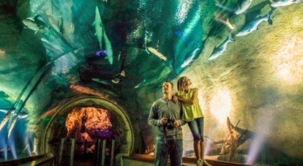 This Jaw-Dropping Museum Lets You Walk Through All The World’s Habitats Under One Roof