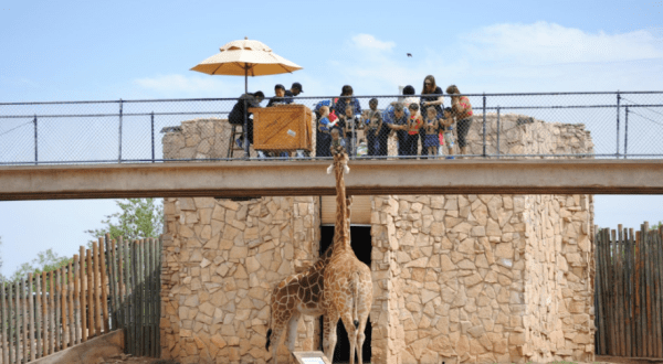 You Can Feed Giraffes At This One Unique Zoo In Texas