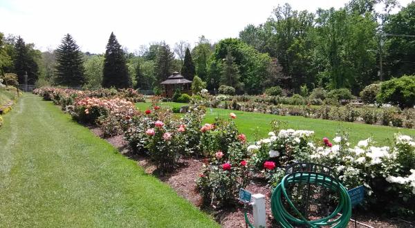 There’s A Beautiful Rose Garden Hiding In Pittsburgh And It’s So Worth A Visit