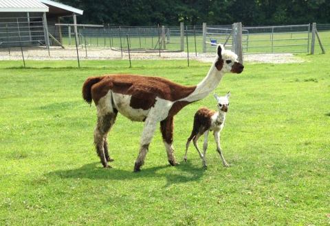There’s An Alpaca Farm In Vermont And You’re Going To Love It