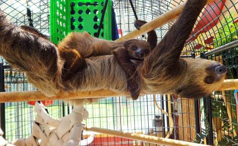 There’s A Sloth Farm In Oregon And You’re Going To Love It