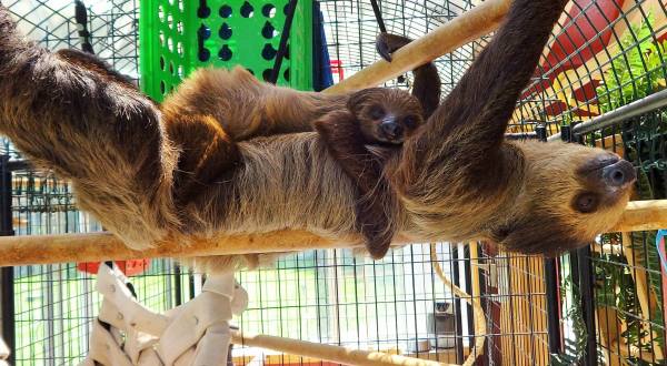 There’s A Sloth Farm In Oregon And You’re Going To Love It