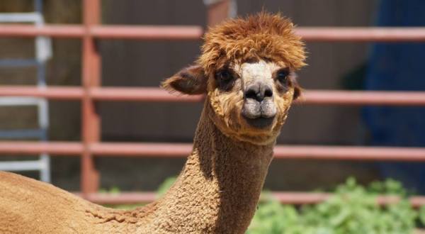 There’s An Alpaca Farm In Missouri And You’re Going To Love It