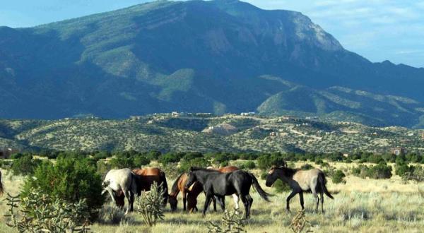 The Breathtaking Place In New Mexico Where You Can Watch Wild Horses Roam
