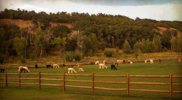 There’s An Alpaca Farm In Utah And You’re Going To Love It