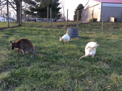 There’s A Wallaby Farm In Ohio And You’re Going To Love It