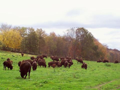 There’s A Bison Farm In Connecticut And You’re Going To Love It