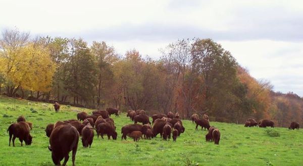 There’s A Bison Farm In Connecticut And You’re Going To Love It