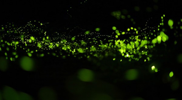 This Firefly Phenomenon In North Carolina Will Enchant You In The Best Way Possible