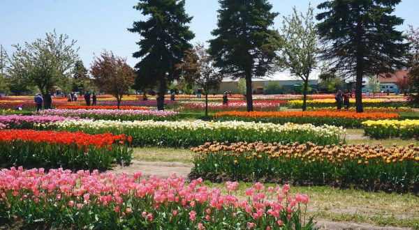 A Trip To Michigan’s Neverending Tulip Field Will Make Your Spring Complete