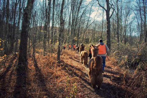 Go Llama Hiking Through The Forest On This Unforgettable Connecticut Adventure