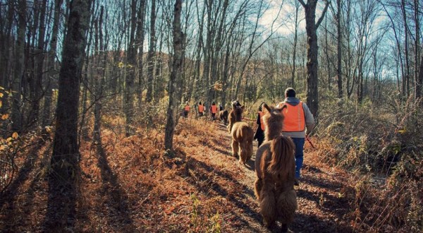 Go Llama Hiking Through The Forest On This Unforgettable Connecticut Adventure