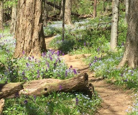 It's Impossible Not To Love This Breathtaking Wildflower Trail In Kentucky