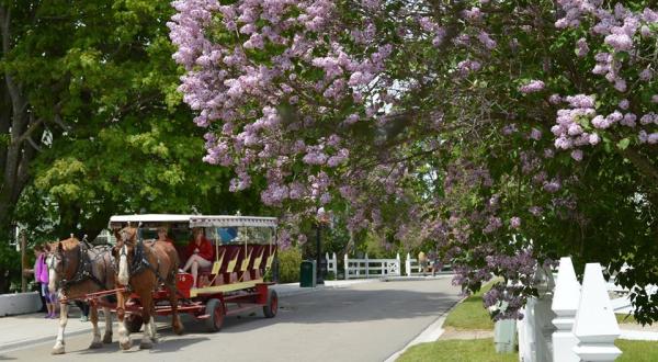 The Lilac Festival In Michigan That’s Unlike Any Other