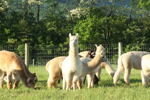 There’s An Alpaca Farm In Pennsylvania And You’re Going To Love It