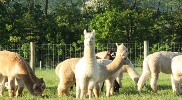 There’s An Alpaca Farm In Pennsylvania And You’re Going To Love It