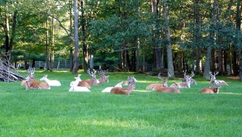 There’s A Deer Farm Near Pittsburgh And You’re Going To Love It