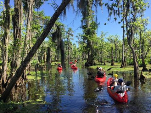 9 Incredibly Fun Swamp Tours Around New Orleans To Take This Year