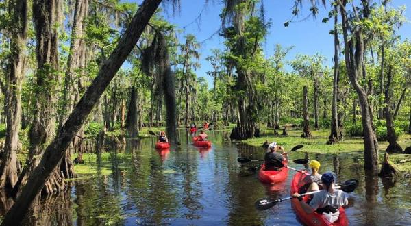 9 Incredibly Fun Swamp Tours Around New Orleans To Take This Year