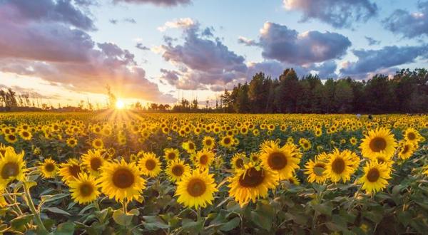 You’ll Want To Visit This Dreamy Sunflower Field Near Cleveland Before It’s Gone For Good