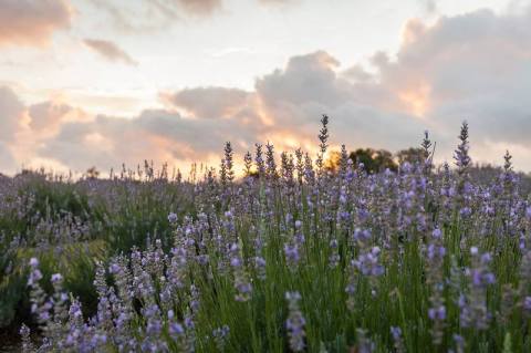 A Day Trip To The Lavender Capital Of Texas Will Make Your Spring Complete