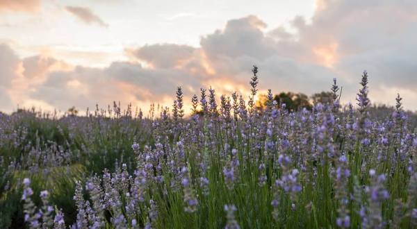 A Day Trip To The Lavender Capital Of Texas Will Make Your Spring Complete