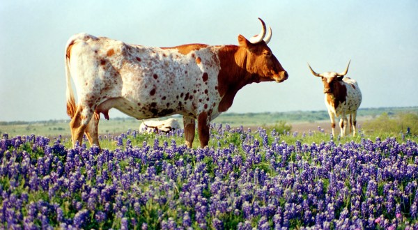 Here Are The 7 Best Spots To See Bluebonnets This Season In Texas