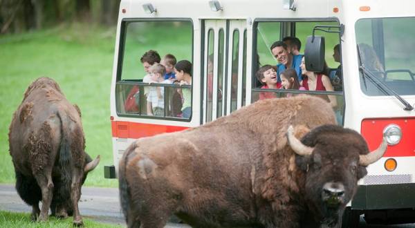 Most People Don’t Know This Washington Zoo And Adventure Park Even Exists