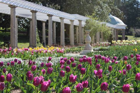 Everyone Will Love A Visit To Virginia's Massive Tulip Garden