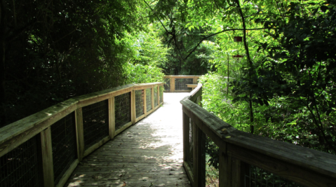 7 Boardwalk Trails In Louisiana You'll Fall In Love With This Spring