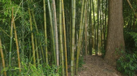 You'll Love A Walk Through This Enchanted Bamboo Forest In North Carolina