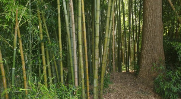You’ll Love A Walk Through This Enchanted Bamboo Forest In North Carolina