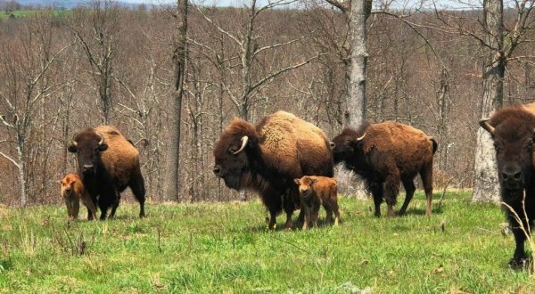 This One Spot In Arkansas Lets You See Where The Buffalo Roam