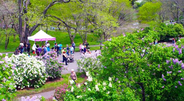 The Lilac Festival In Massachusetts That’s Unlike Any Other