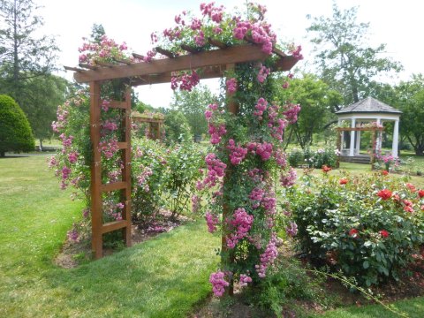 There's A Beautiful Rose Garden Hiding In Pennsylvania And It's So Worth A Visit