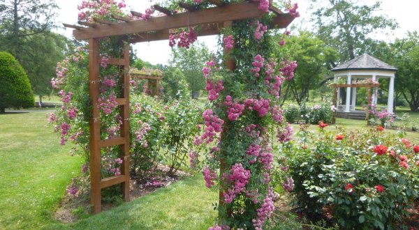 There’s A Beautiful Rose Garden Hiding In Pennsylvania And It’s So Worth A Visit