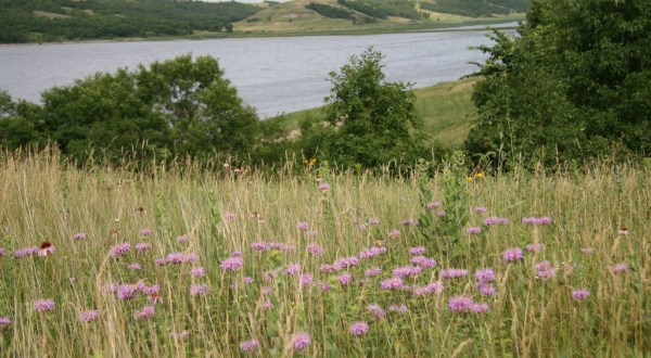 The Easy Wildflower Hike In North Dakota That Will Transport You Into A Sea Of Color