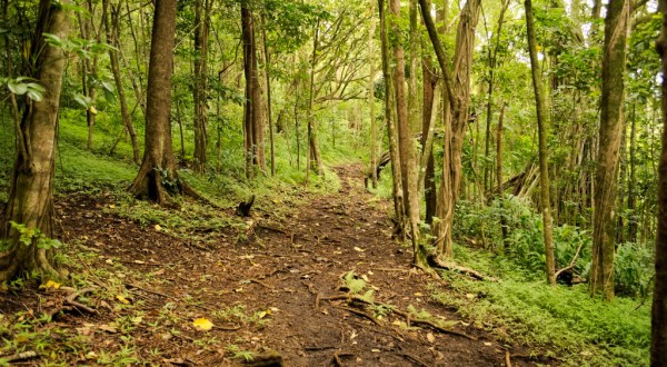 9 Totally Kid-Friendly Hikes In Hawaii That Are 1 Mile And Under