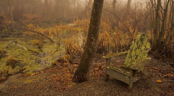 Connecticut’s Bewitching Bogs Are Home To Some Entrancing Carnivorous Plants