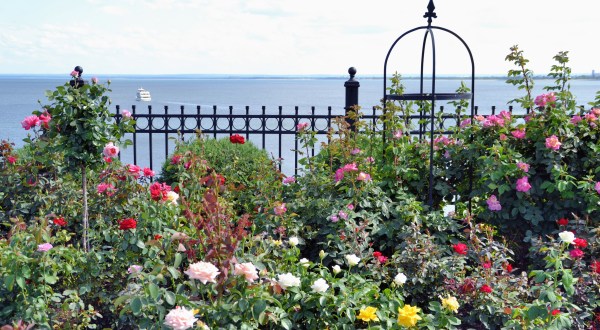 There’s A Beautiful Rose Garden Hiding In Minnesota And It’s So Worth A Visit