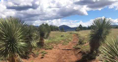 This Trail Is The Most Colorful Springtime Hike In New Mexico