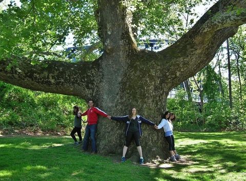 This Teeny Tiny Park In Connecticut Is Home To The State's Largest Tree