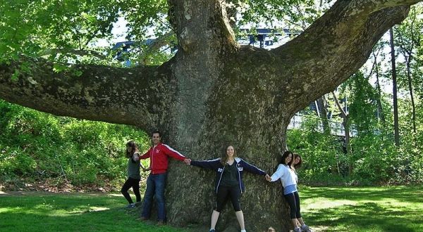 This Teeny Tiny Park In Connecticut Is Home To The State’s Largest Tree