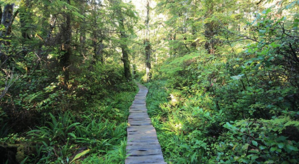 This Beautiful Boardwalk Trail In Washington Is The Most Unique Hike Around